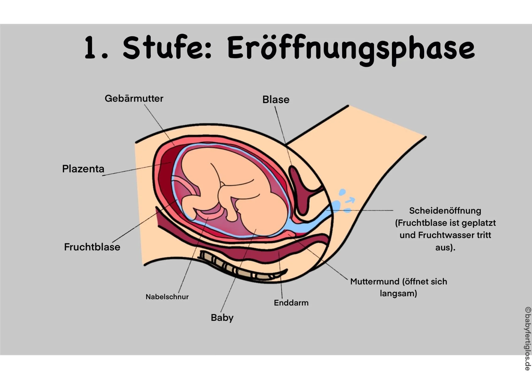 Die Phasen der natürlichen Geburt — Baby.Fertig.Los