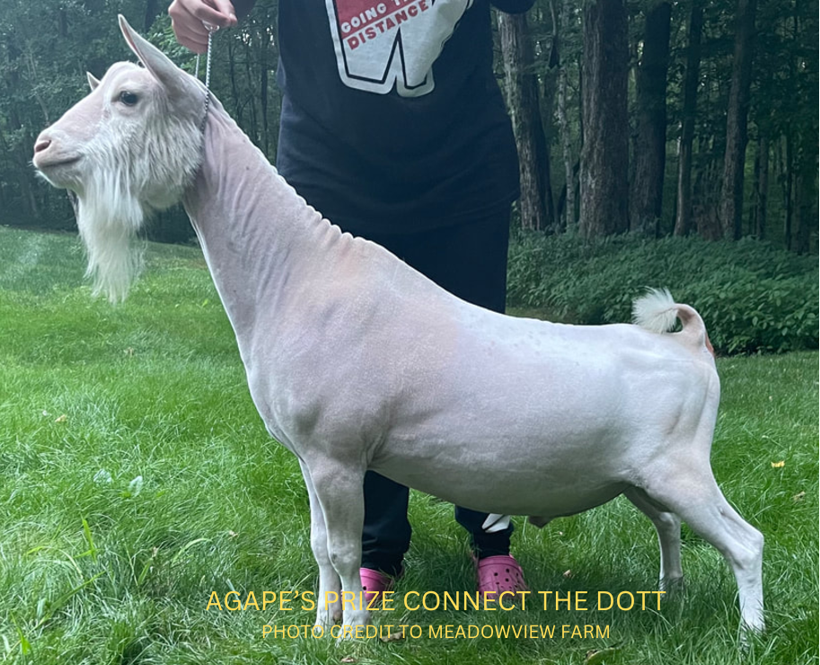 Agape's Prize Connect The Dott - Sire's Sire (Credit to Meadowview Farm)