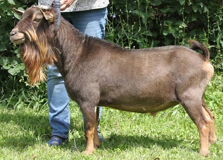 Old Mountain Farm Swift Hart - Sire's Sire (Credit to Grasse Acres)