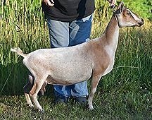 Old Mountain Farm Swift Impala - Sire's Littermate Sister (Credit Old Mountain Farm)