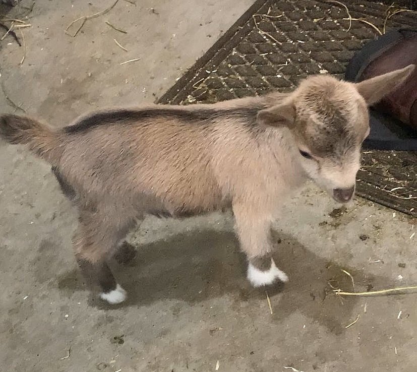 Ponto Ranch CTD Kiwi