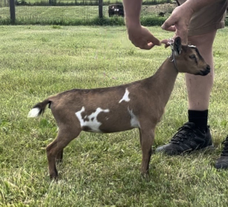 Ponto Ranch DRN Tiger Lily