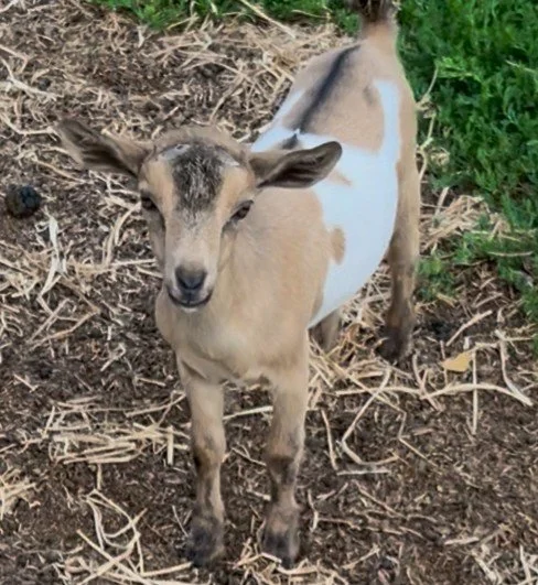 Ponto Ranch CTD Coppertone