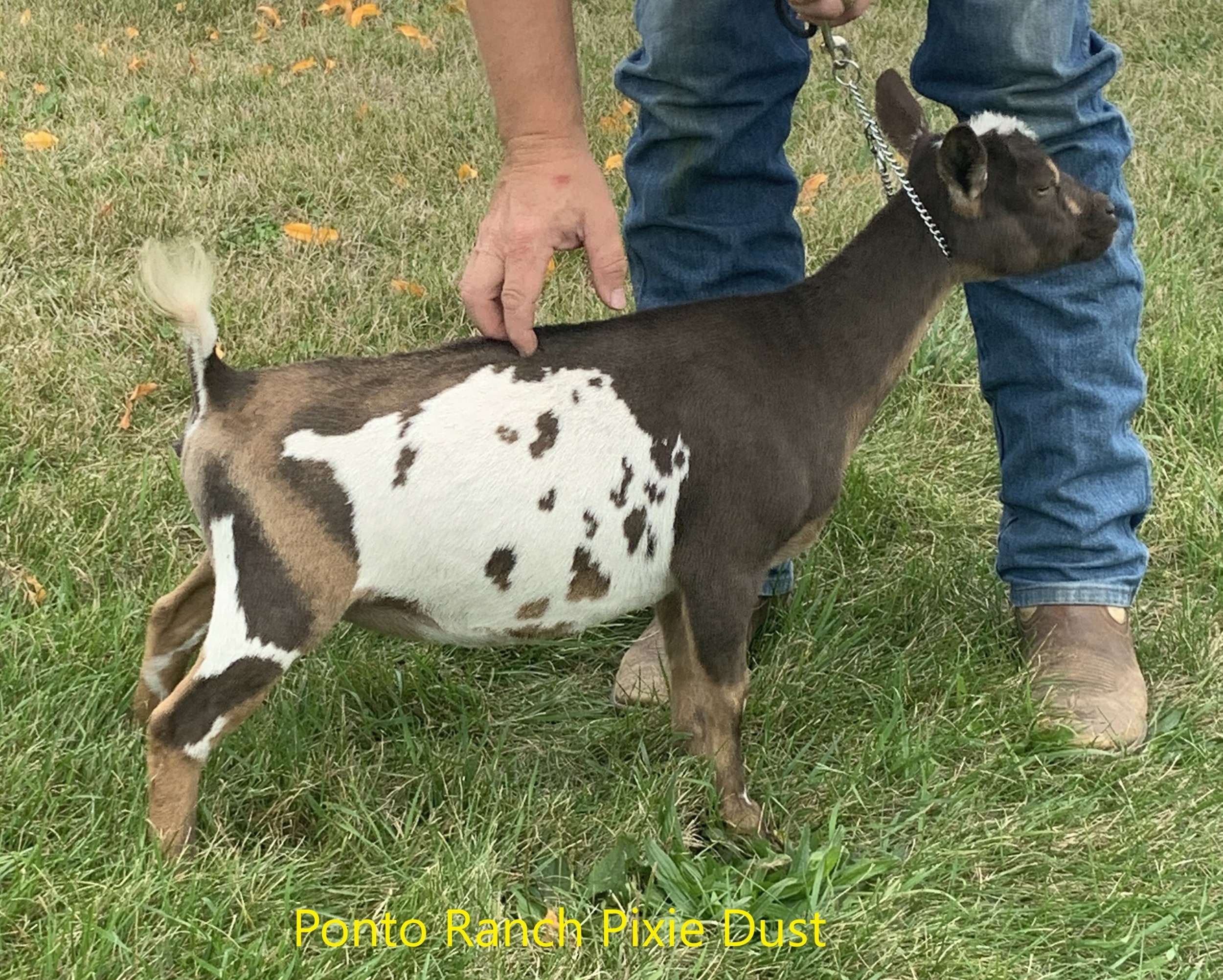 Ponto Ranch Pixie Dust - Littermate Sister