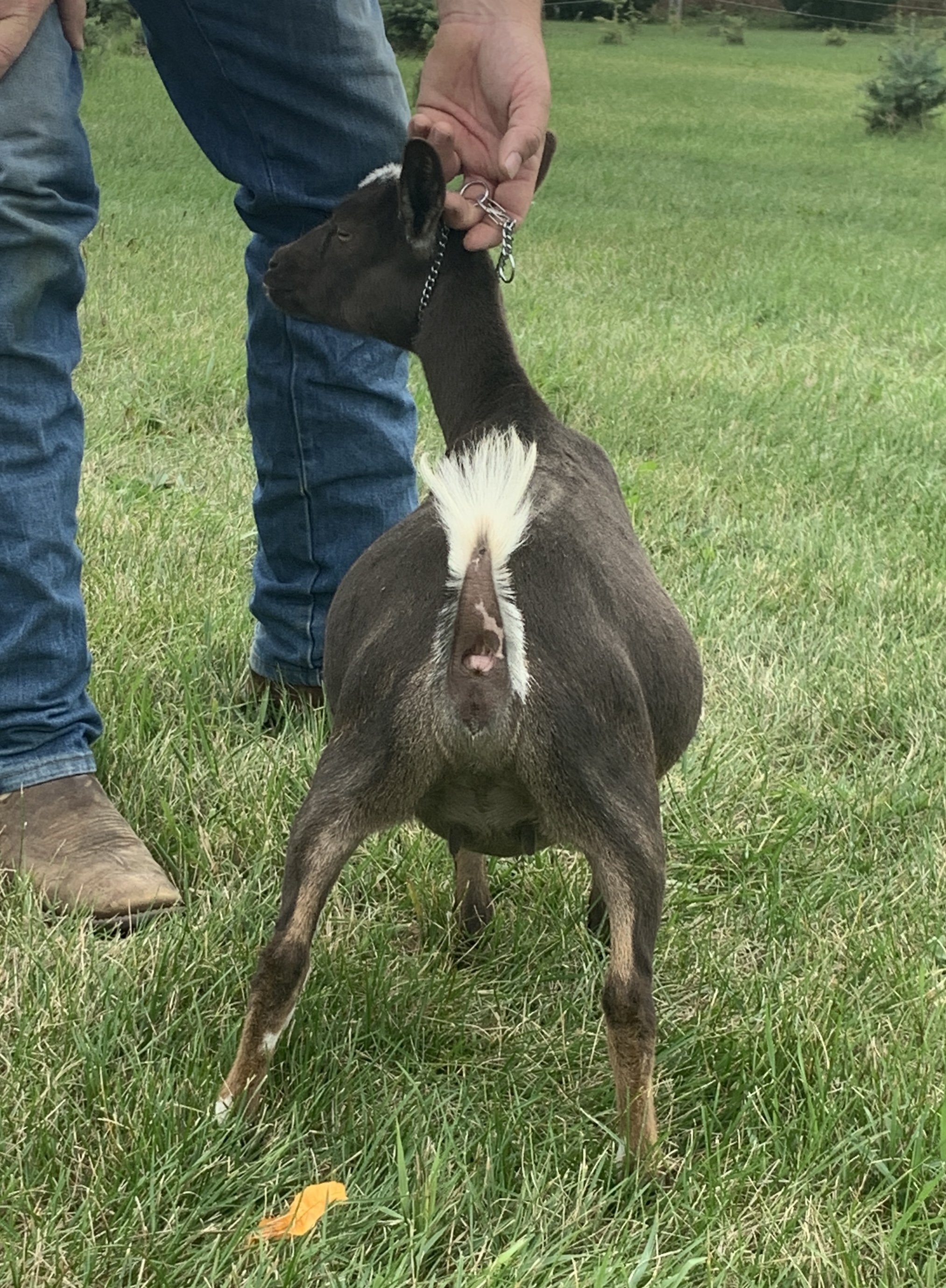 Ponto Ranch Thumbelina