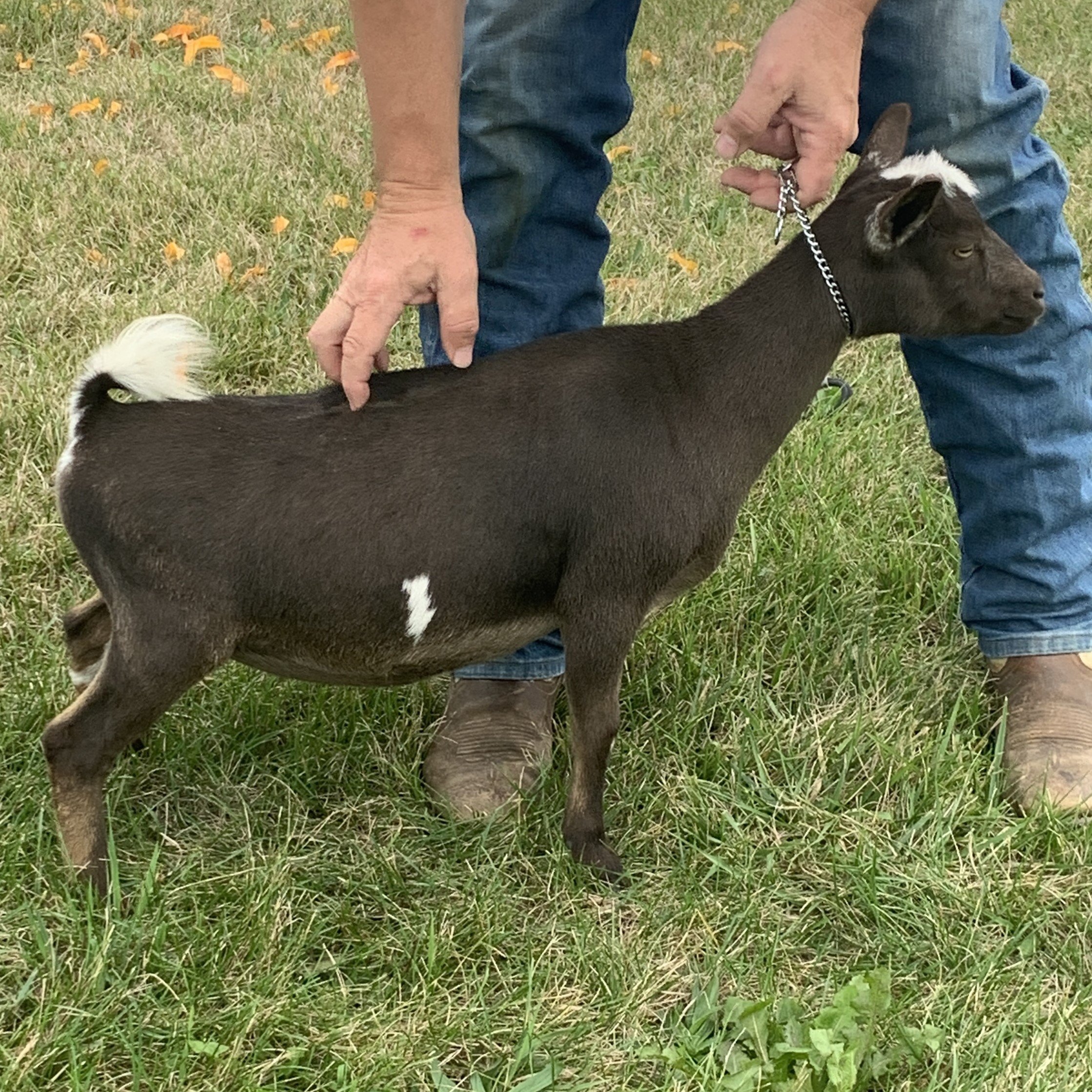 Ponto Ranch Thumbelina