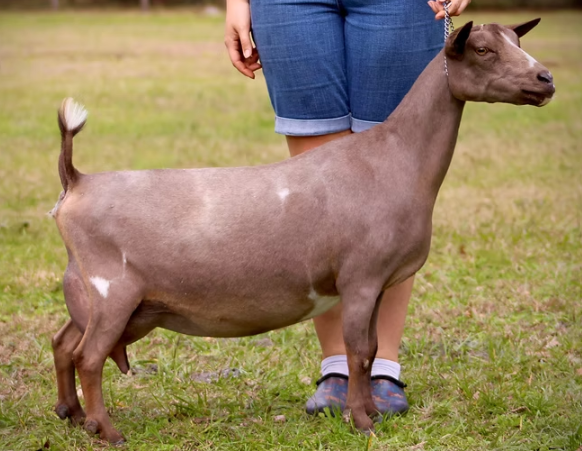 Bonnet Farm S Amethyst (Dam's Dam) Pic credit to Bridge Acres