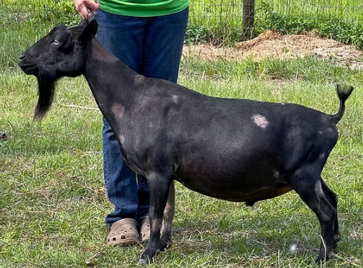 Moon Station Arcturus (Dam's Sire) Pic credit to Bridge Acres