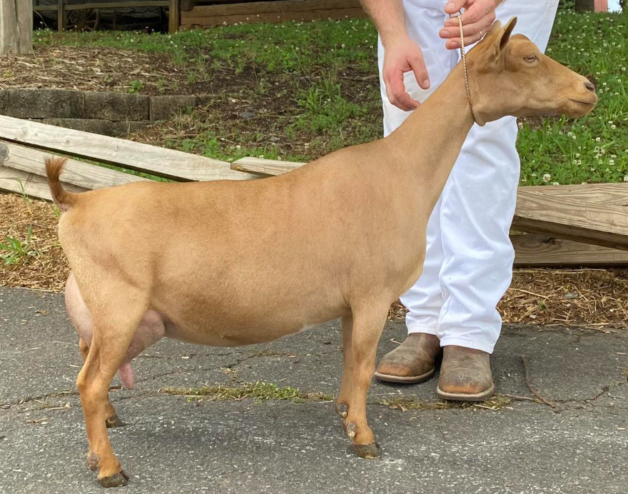 3G Family Farm SQ Diona (Sire's Dam) - Pic credit to 3G Family Farm