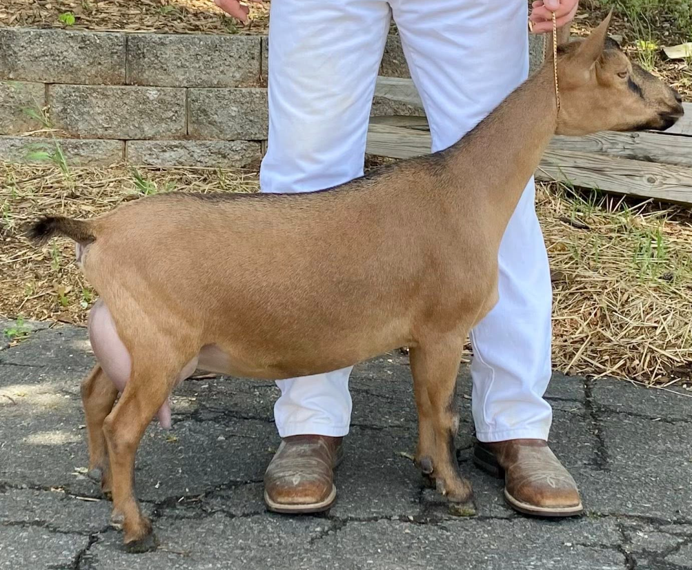3G Family Farm SD Disa (SIre's Littermate Sister) Pic credit to 3G Family Farm
