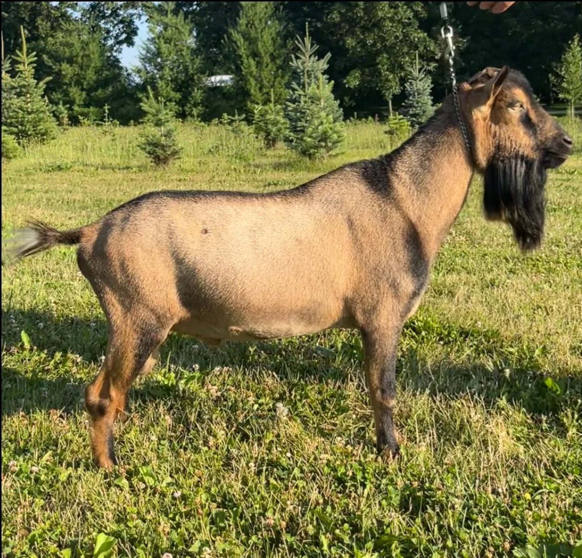 3G Family Farm SD Durin (Sire)