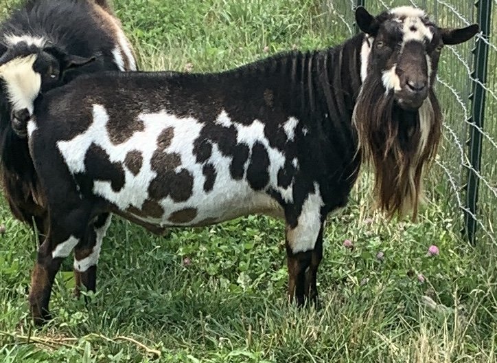 Grasse Acres SH True Hart (Sire)