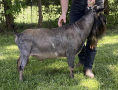3G Family Farm WM Sugar Daddy - Dam's Sire (Credit to 3G Family Farm)