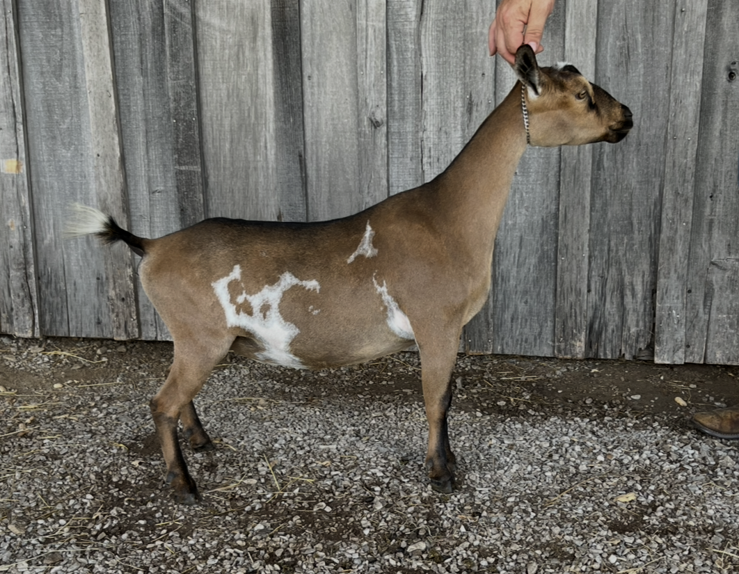 Ponto Ranch DRN Tiger Lily