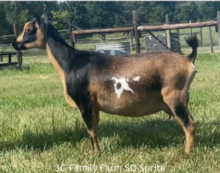3G Family Farm SD Sprite - Dam