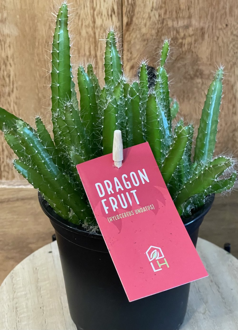 Dragon Fruit Cactuses