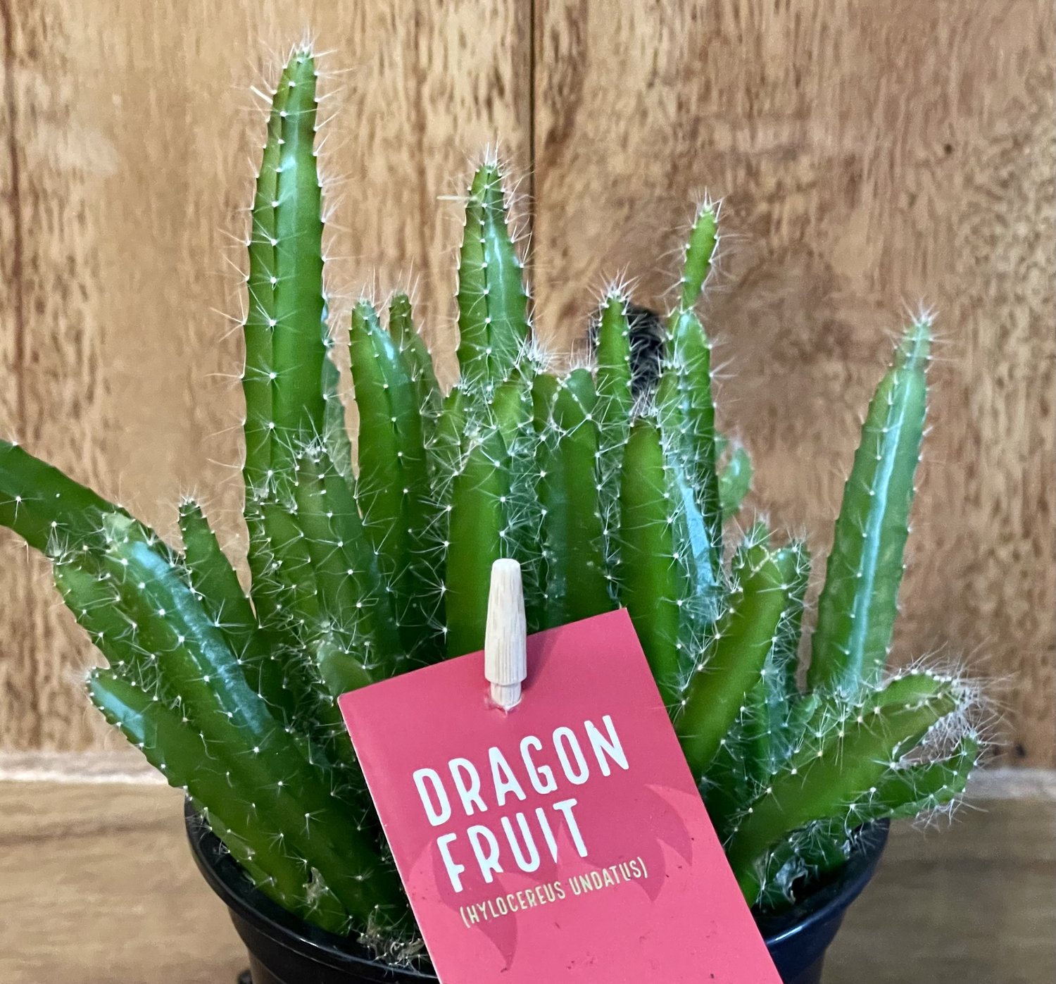 Dragon Fruit Cactus – Carlo's Plant Farm