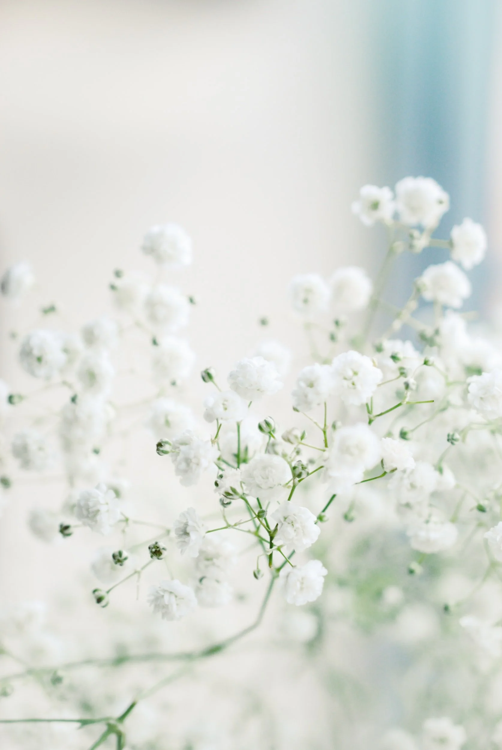 white flowers