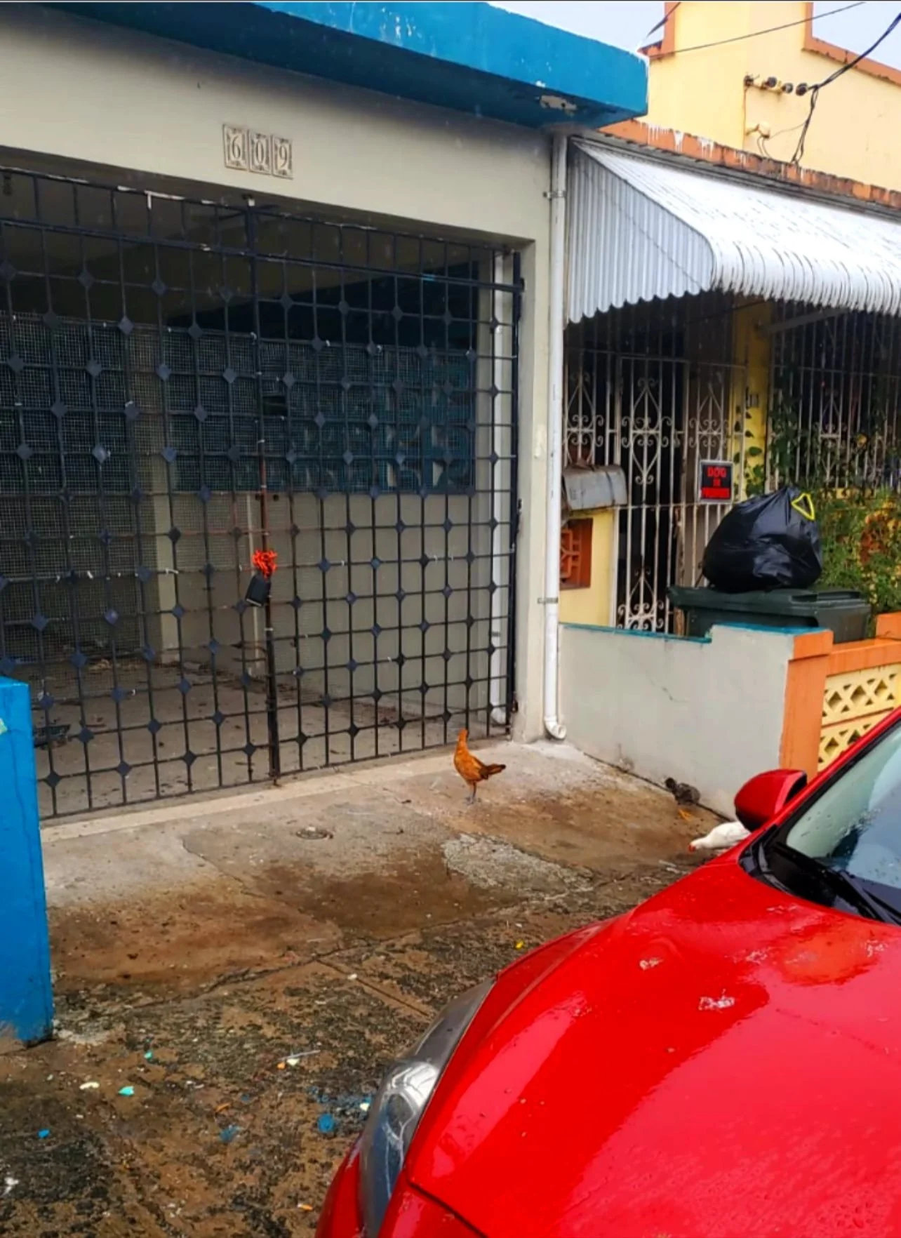 Gracias a todos los que me han preguntado por la saga de las gallinas. Si ya lo he resuelto o no. La respuesta es s&iacute; y no. He encontrado quien las espante. Y se van por un rato. Al menos el suficiente para que yo pueda entrar a la casa. Aqu&ia