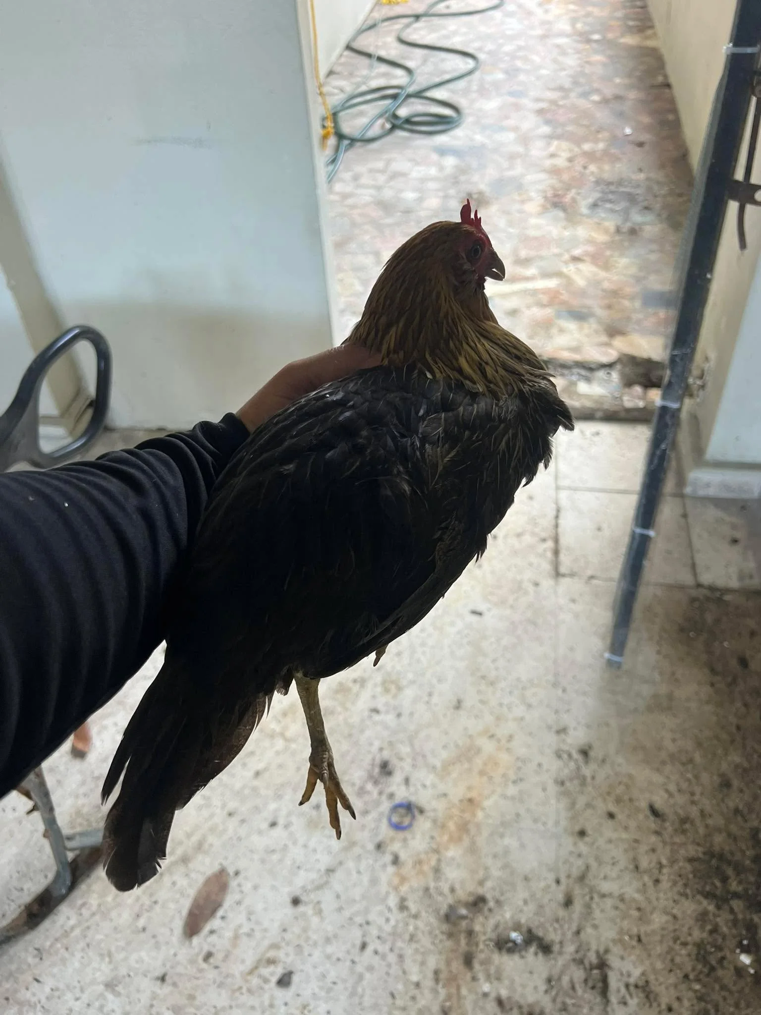 Quedan dos gallinas. Est&aacute; y su amiga. 🤷🏻&zwj;♀️
(Ya las han sacado varias veces. Pero ellas dos vuelven.) Ya hasta las reconozco. Les pregunto qu&eacute; cosa fue la que se les perdi&oacute; en esta casita. Les digo que viene mucha construcc