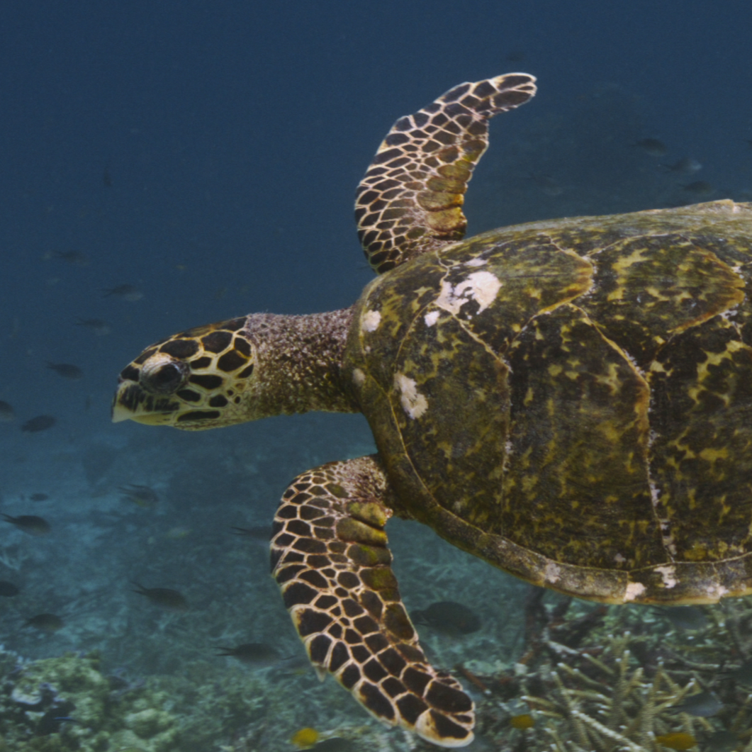NAT GEO x PRADA | Anima Films | UK | 2024 UK | 2024