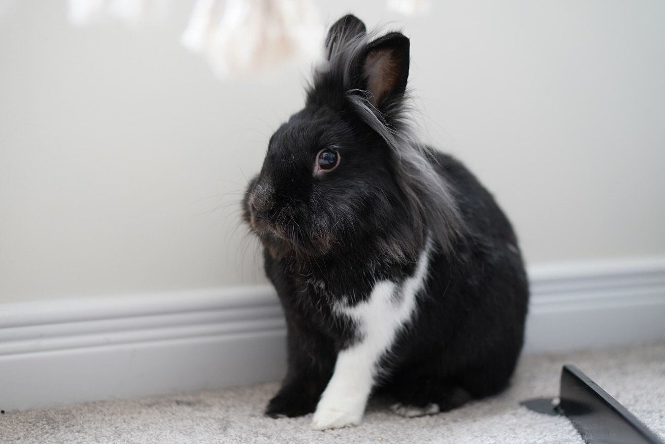 Our dear Gunner. 

Words cannot describe how I feel right now. You had such a little personality. You were positively mischievous, even one time taking out your mom&rsquo;s internet, but you always got away with it because you were so darn cute. 

Yo