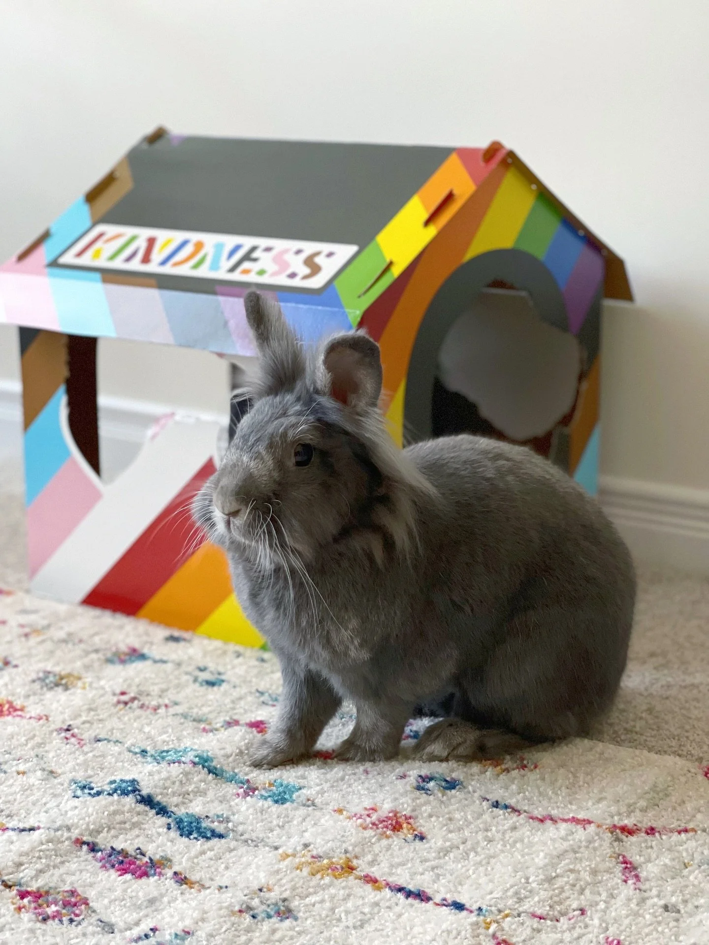Rest In Peace, Miss Daisy Mae.

It&rsquo;s hard to believe you&rsquo;ve left us today, though we find comfort knowing that we got to say goodbye peacefully, after having all of the nanners and strawberries your heart desired last night. 

The fact th