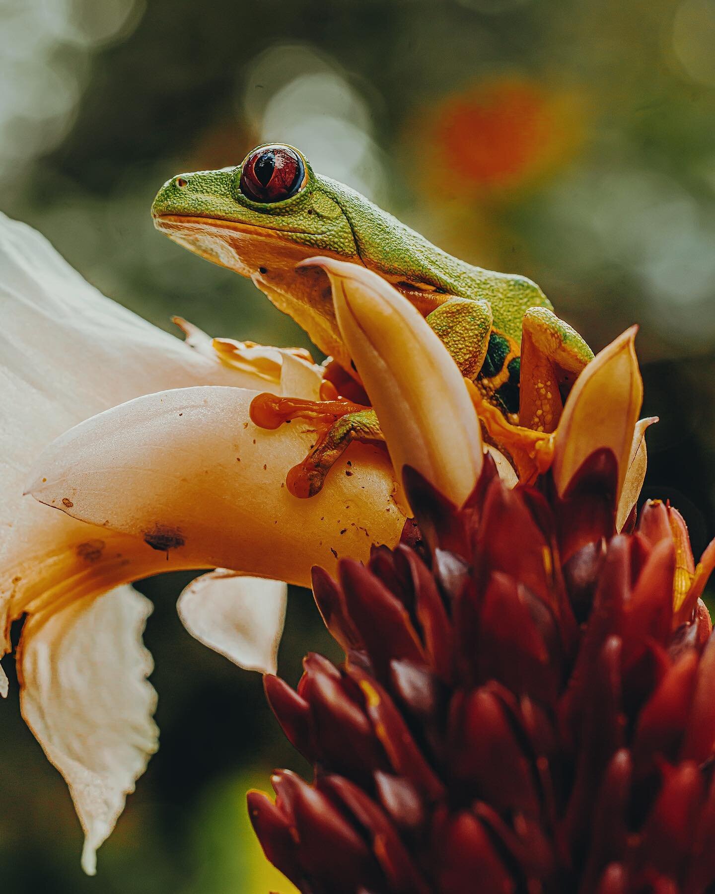 The red-eyed tree frog, with its vibrant hues and striking crimson eyes, has long captured the imagination of those seeking spiritual symbolism in the natural world. Inhabiting the lush rainforests of Central and South America, this creature is often