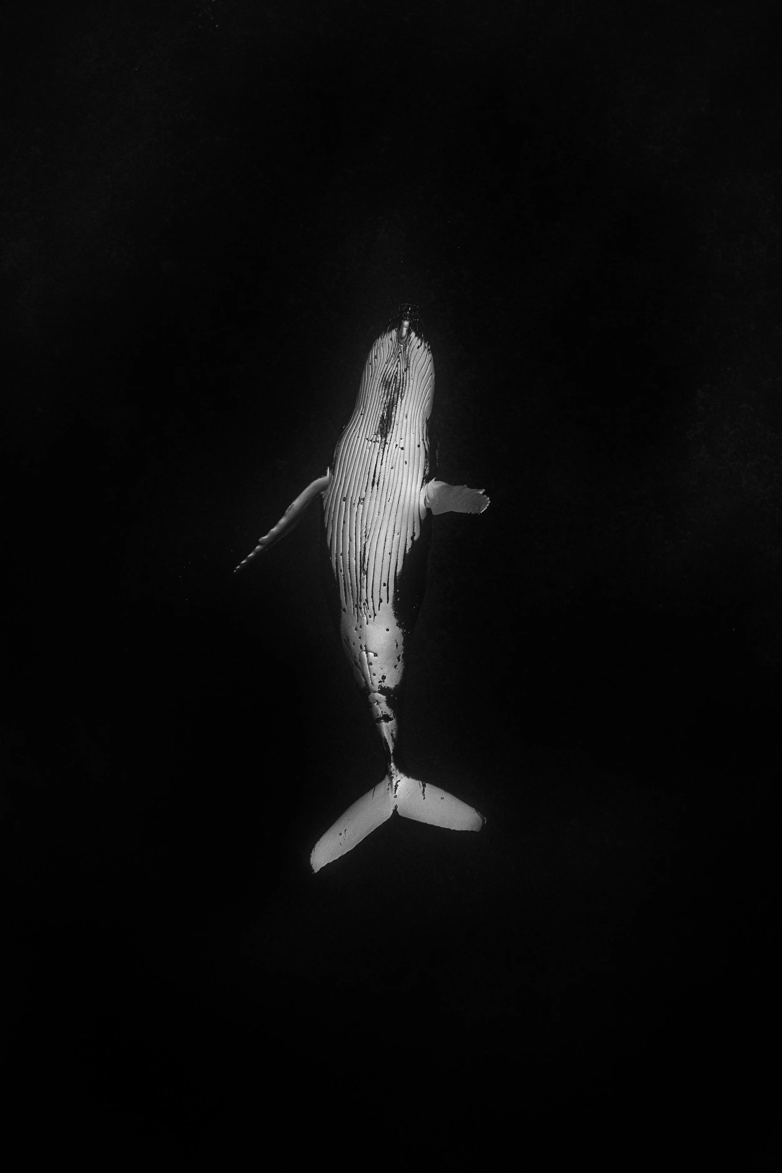 A Fin to Humanity | Humpback Whale