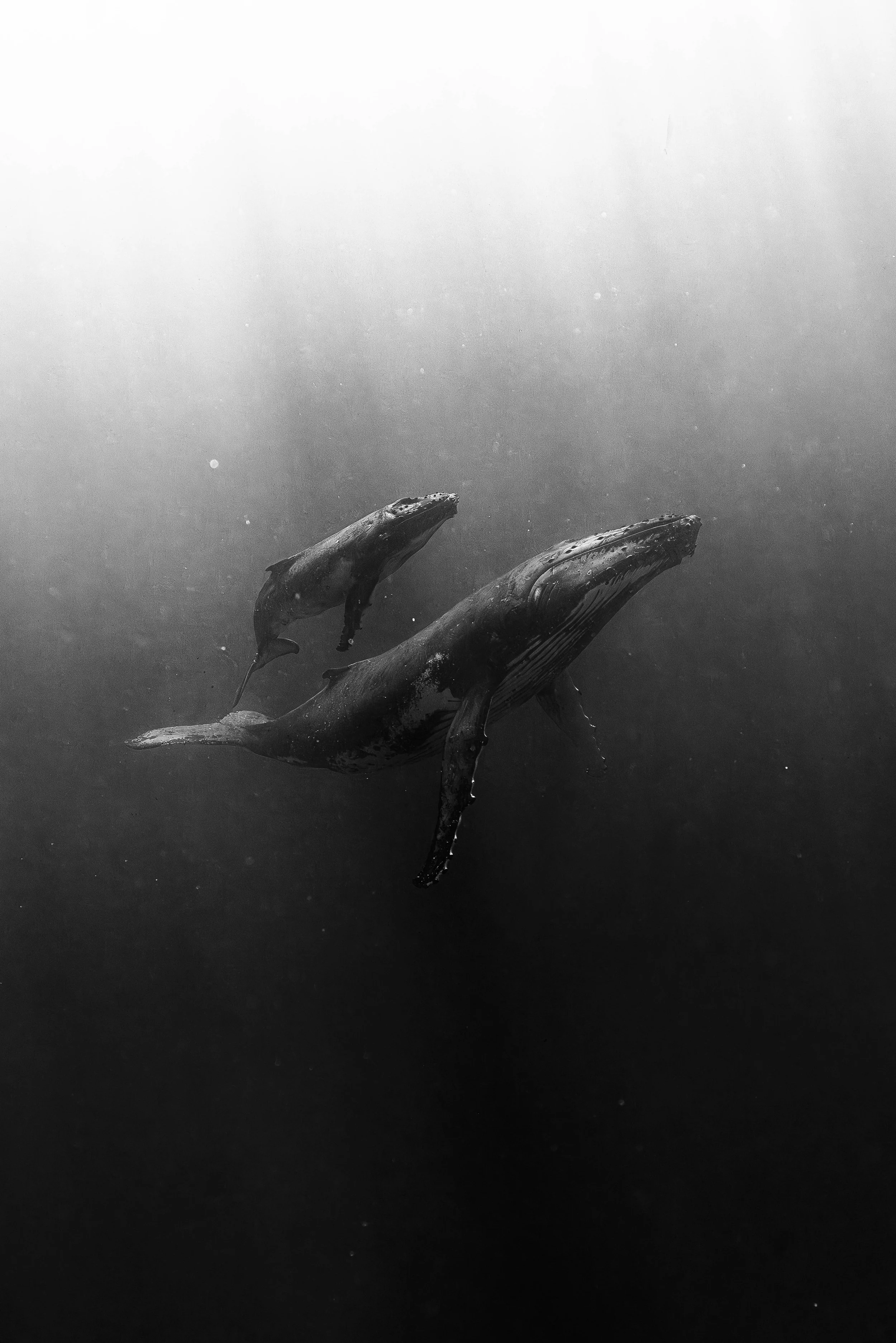 Drift in Love | Humpback Whale