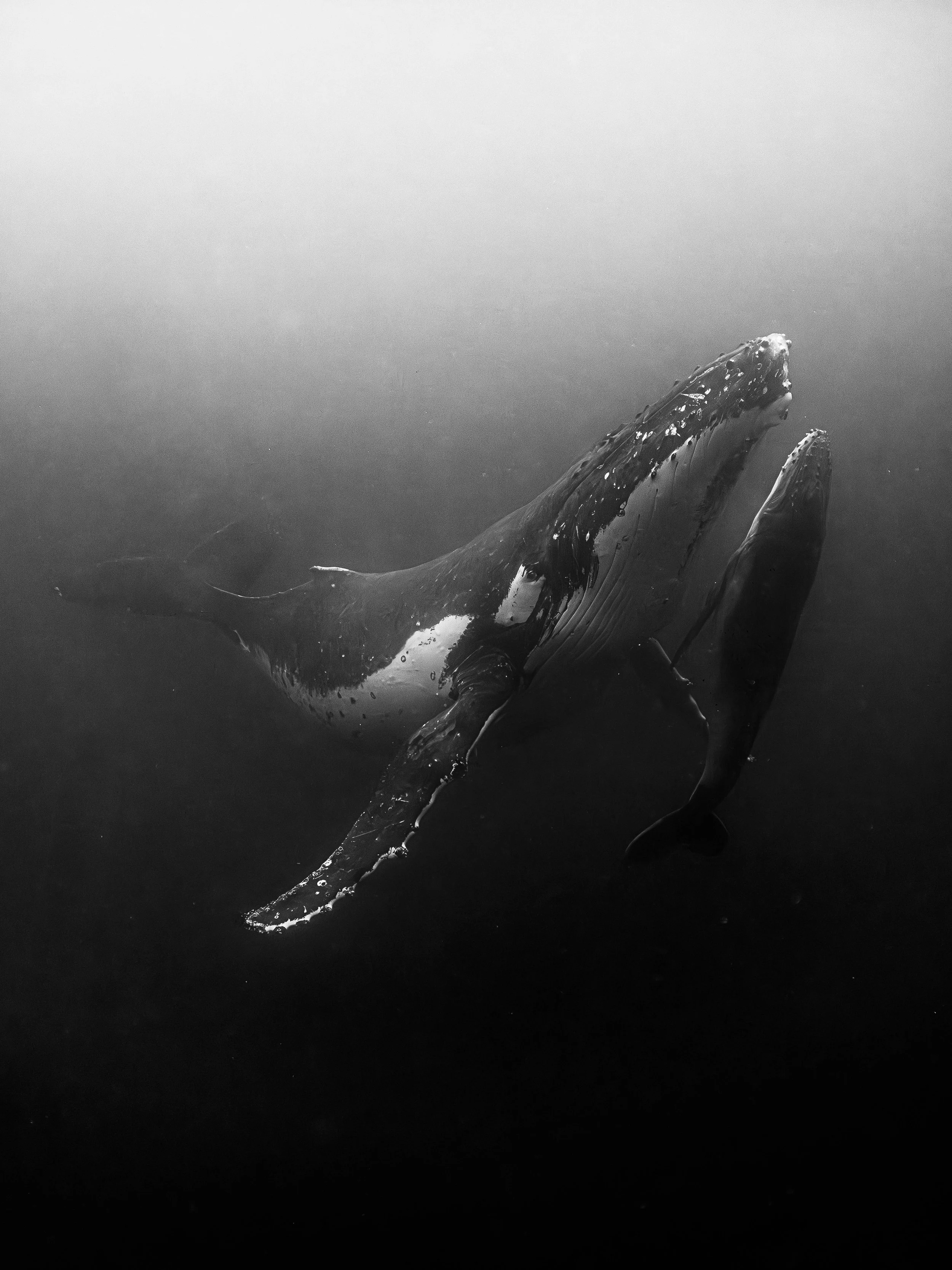 A Mothers Love | Humpback Whale