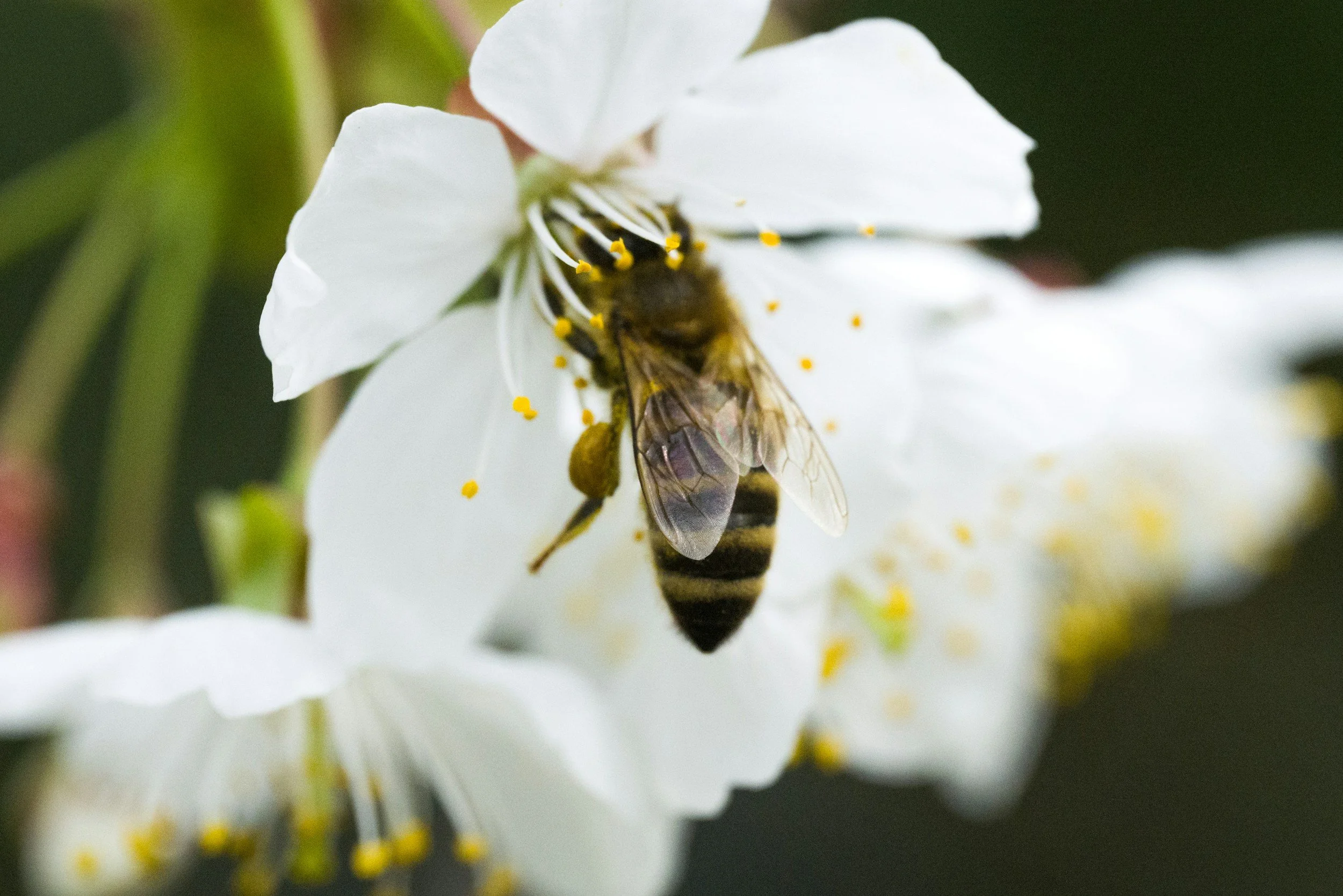 Bee Pollen for Perimenopause: How Long It Takes to Work + My Real Results