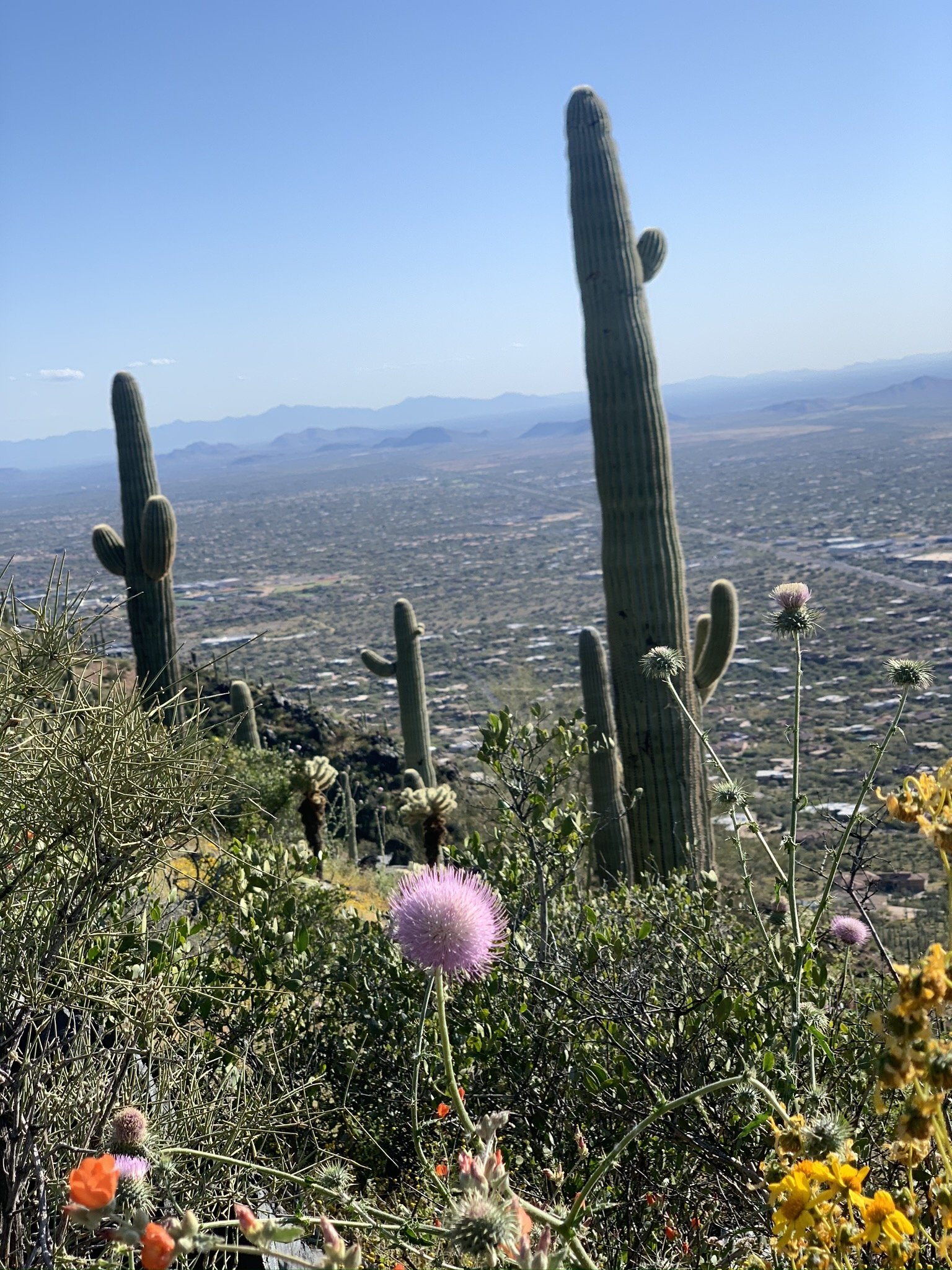 IMG_1643.jpeg