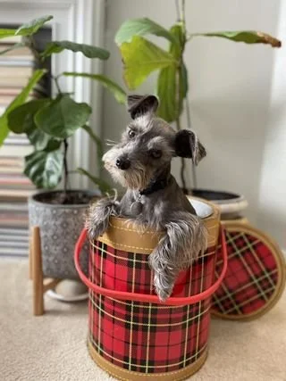 Annual Pet Photo Contest!
