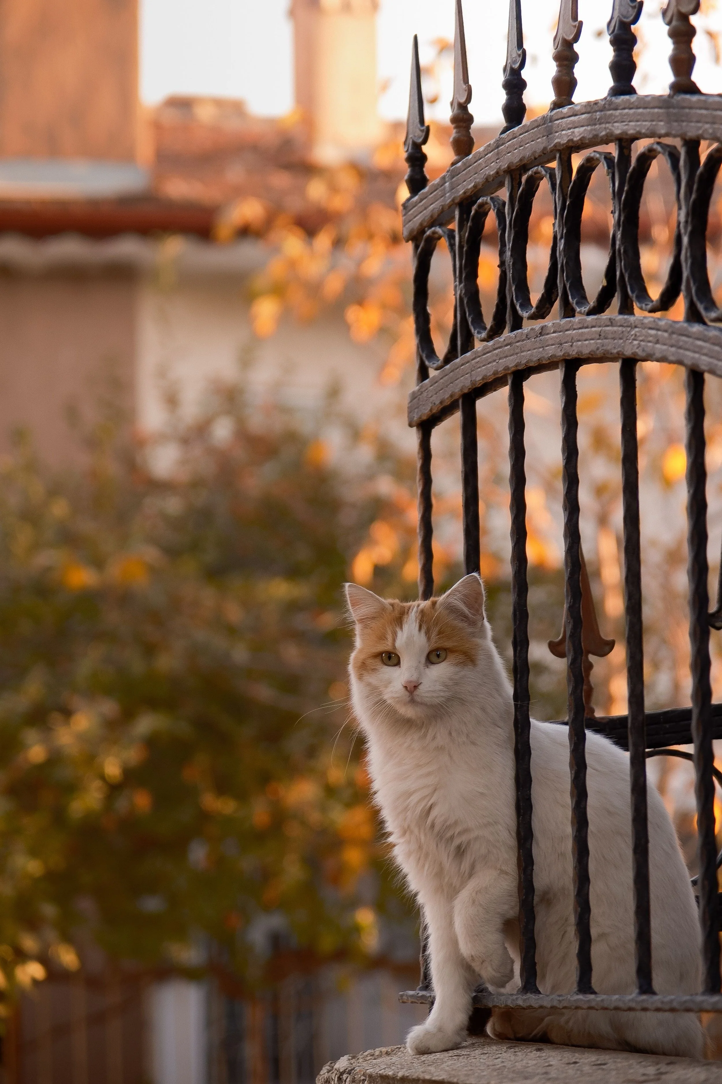 Indoor Cats Get Lost Too