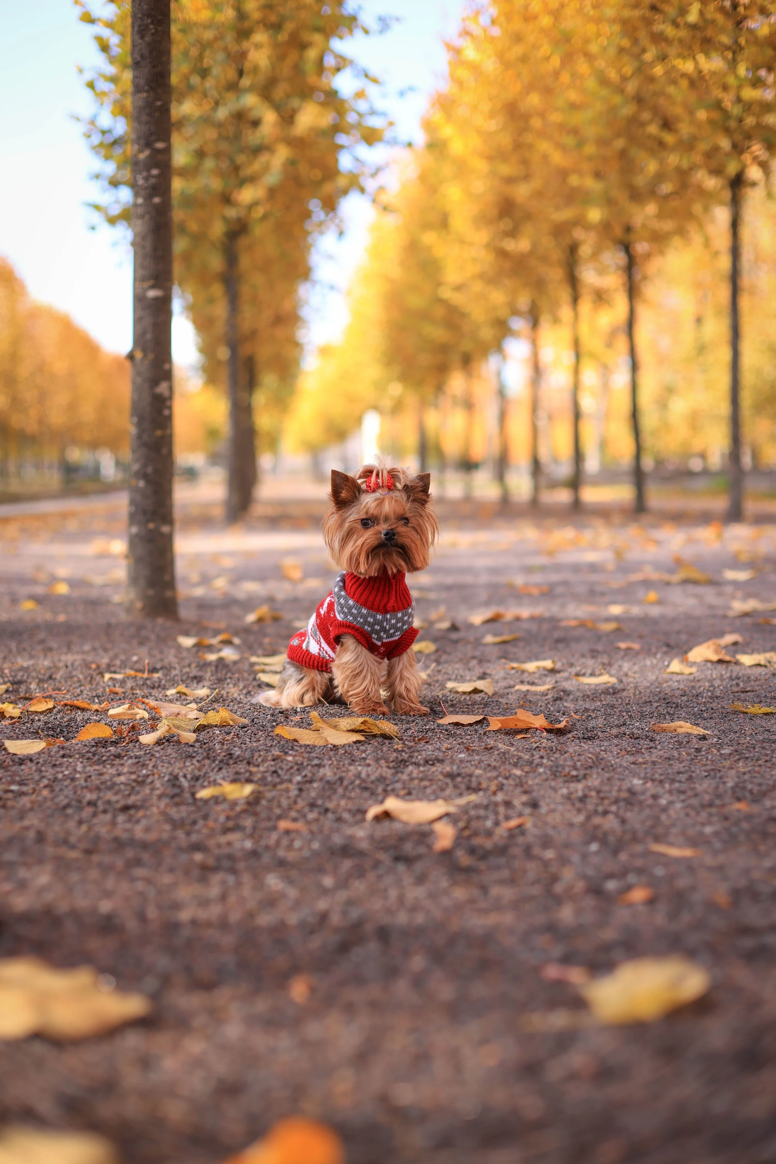 October - Microchip Sale
