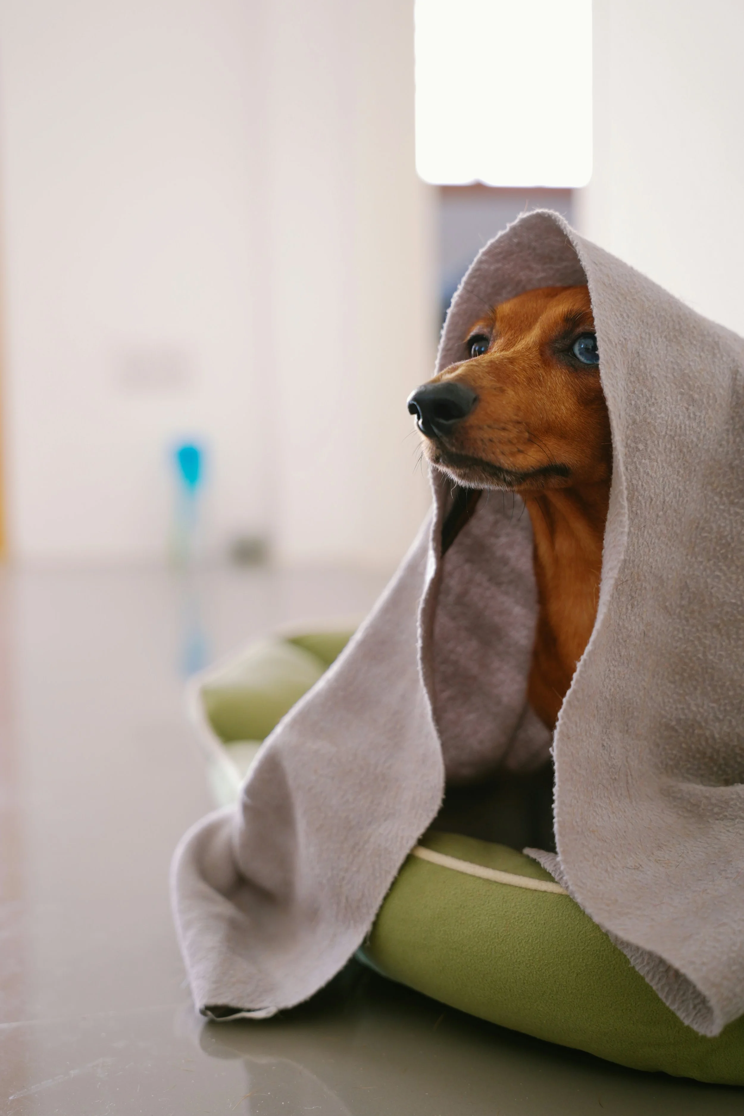 Why Regular Baths Matter for Your Dog