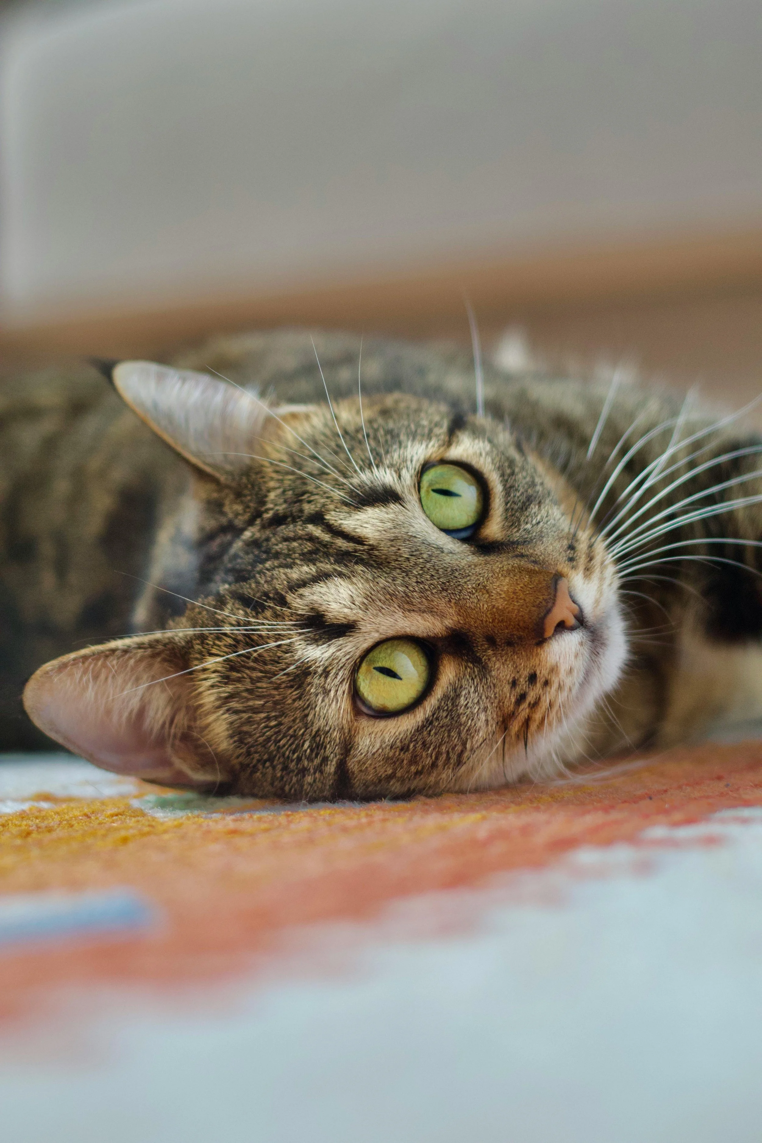 High Blood Pressure in Cats