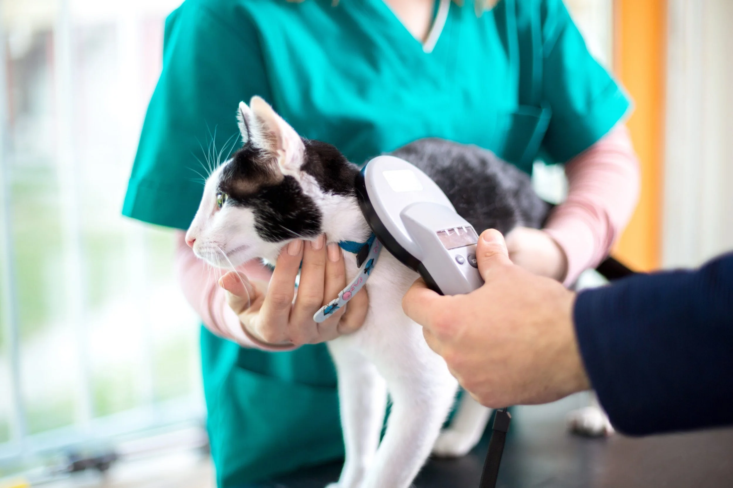 What Dog and Cat Parents Should Know About Microchipping