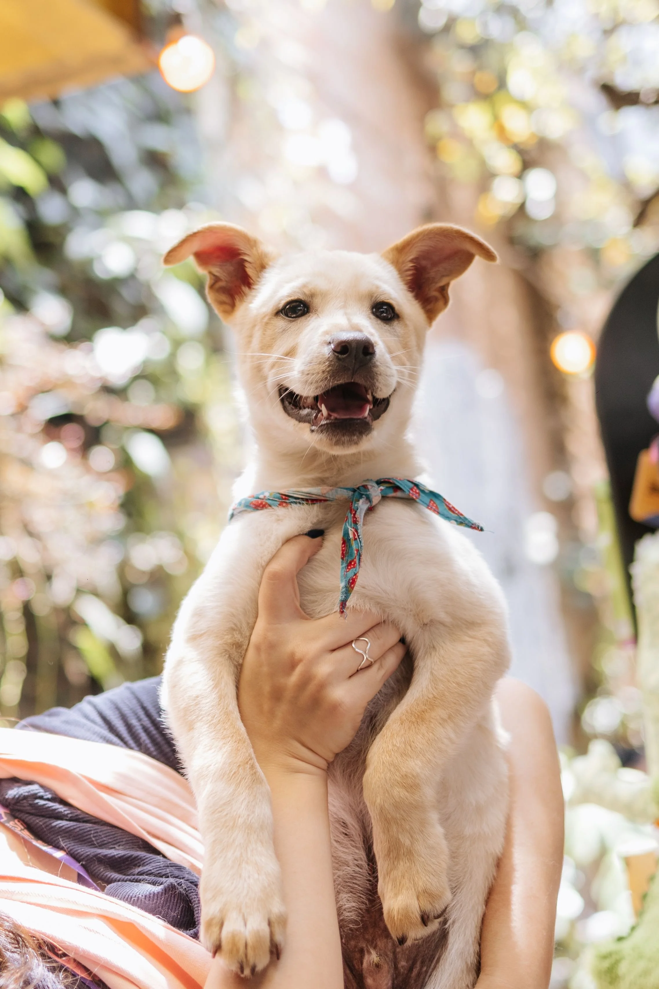 What Every Dog Parent Should Know About Lyme Disease