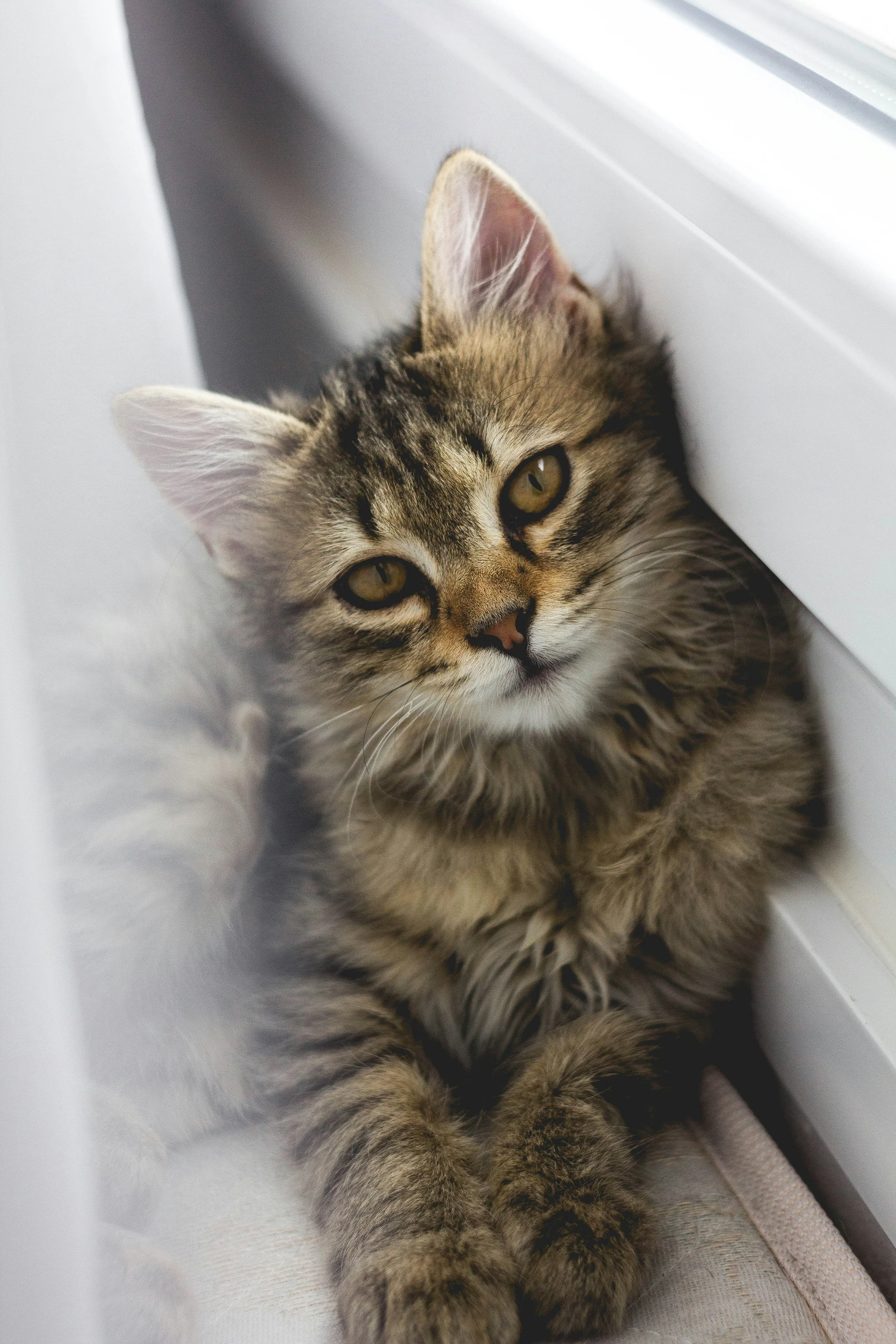 Cats Can Overheat Too