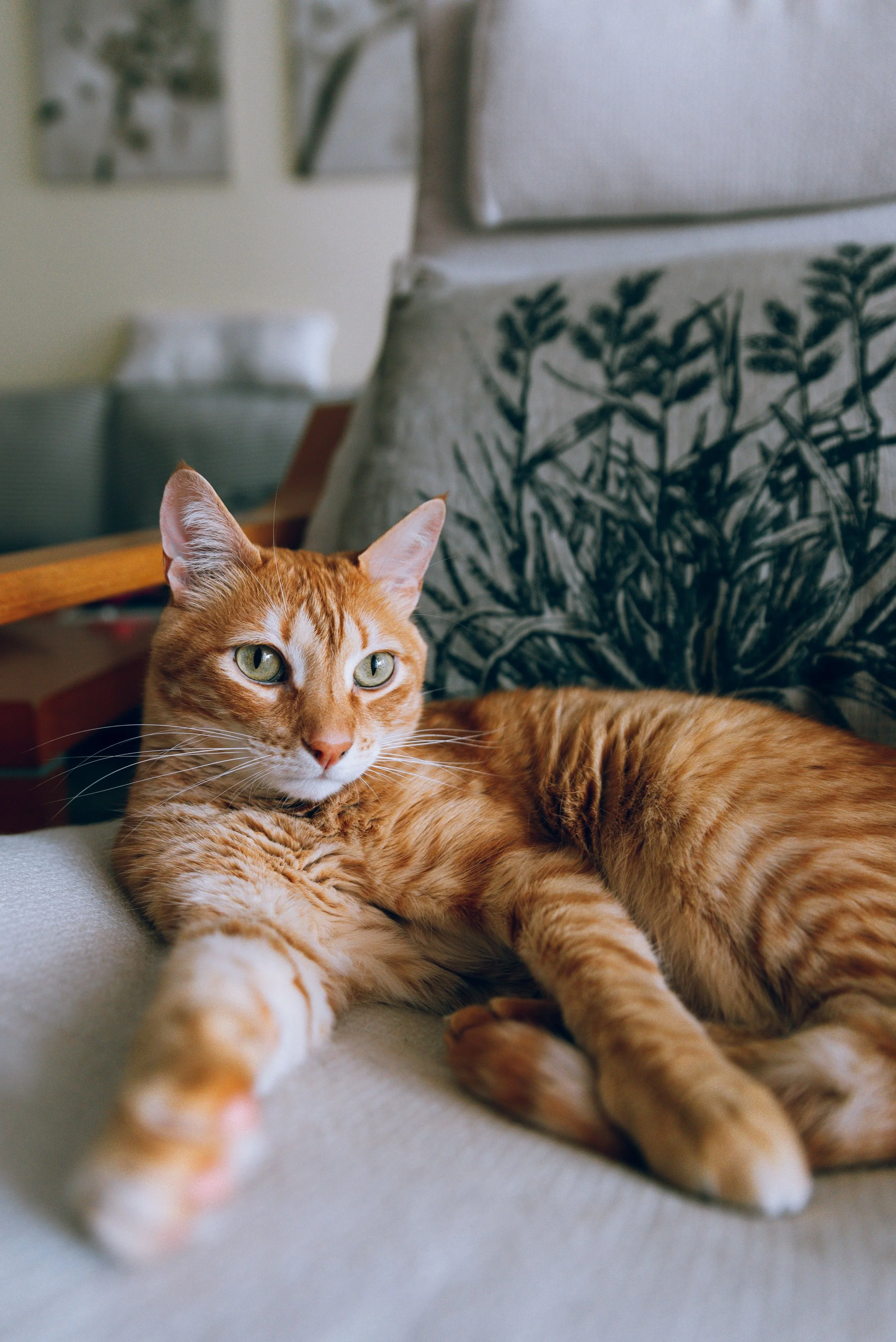 Does a titer test mean my pet doesn’t need vaccines?