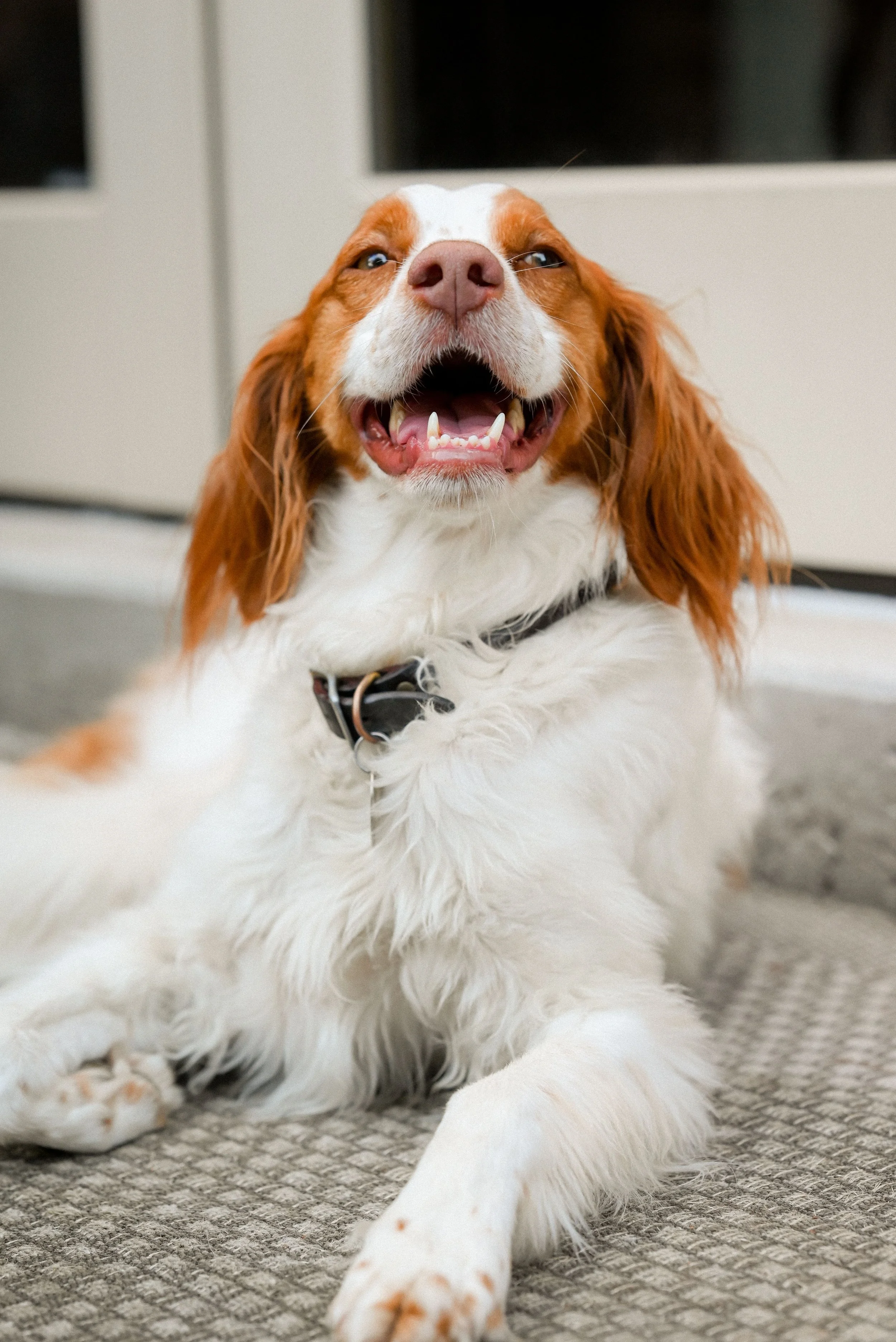 How to Fight Plaque Before It Becomes a Problem for Your Dog