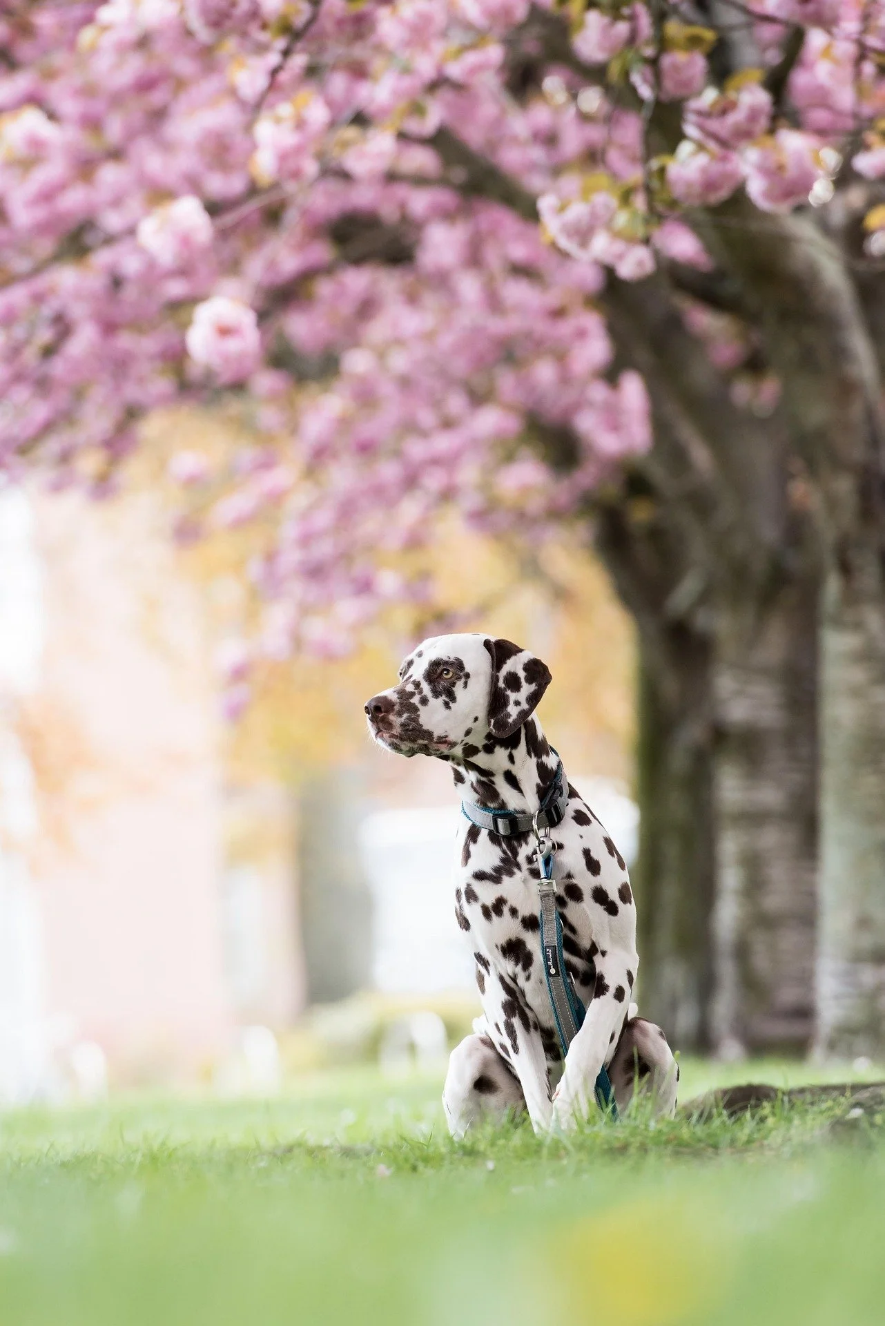 6 Spring Pet Safety Tips You Need for an Easy Breezy Season