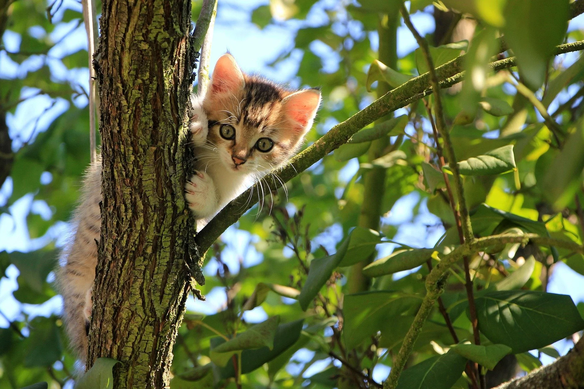 Why do cats like to climb?