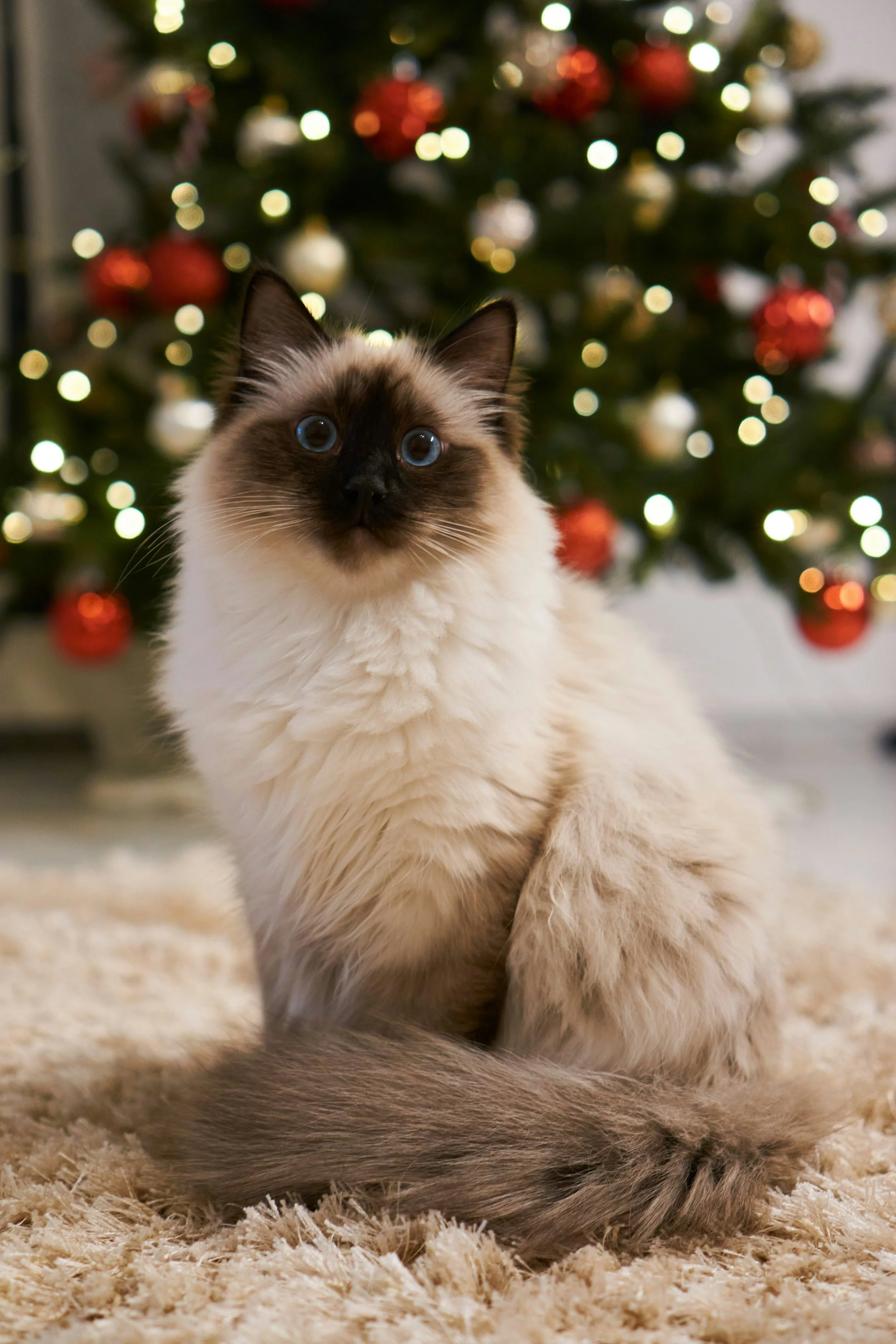 6 Most Common Holiday Plants Toxic to Cats