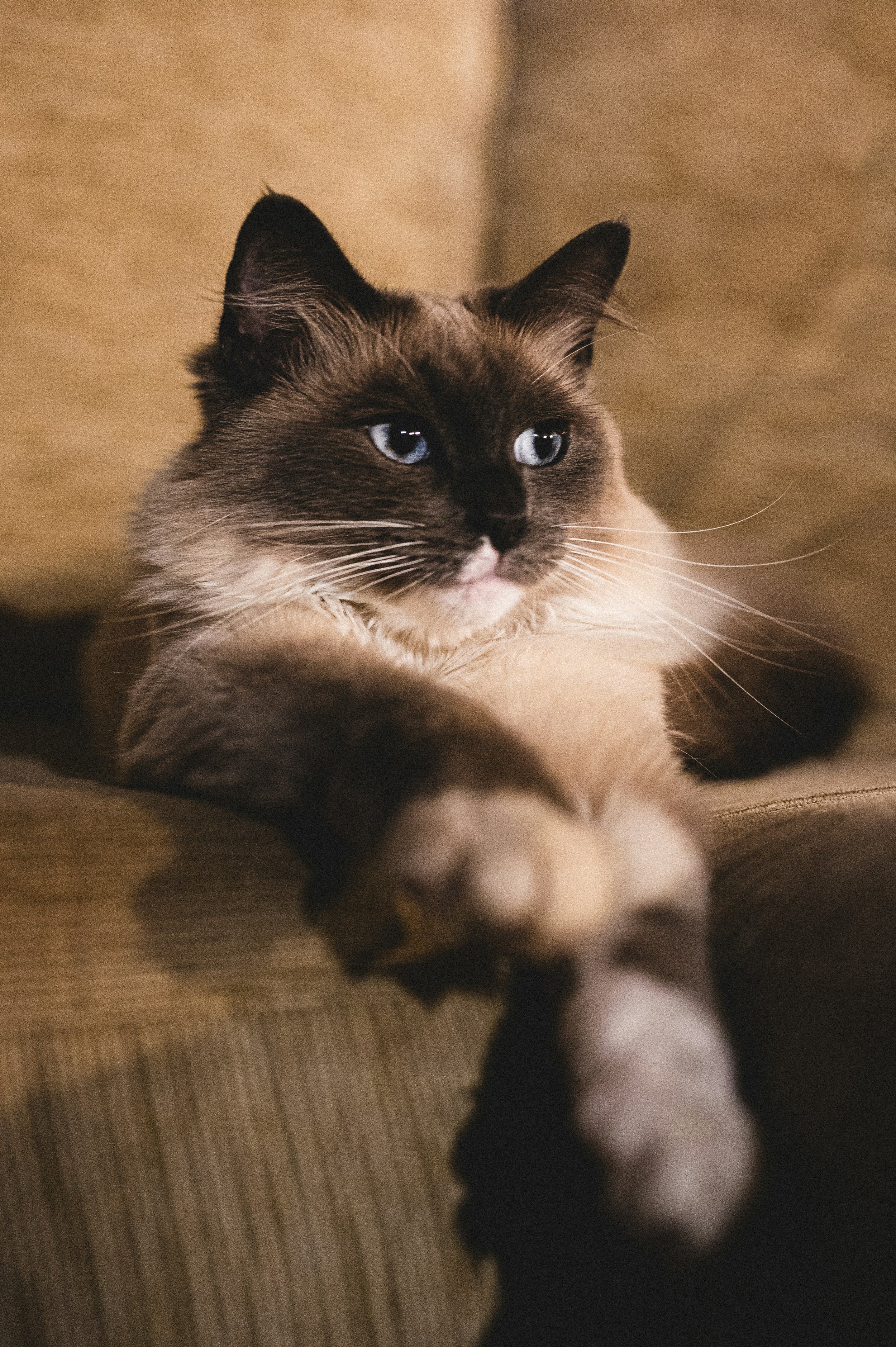 Cat Breed Health Guide: Common Conditions by Breed
