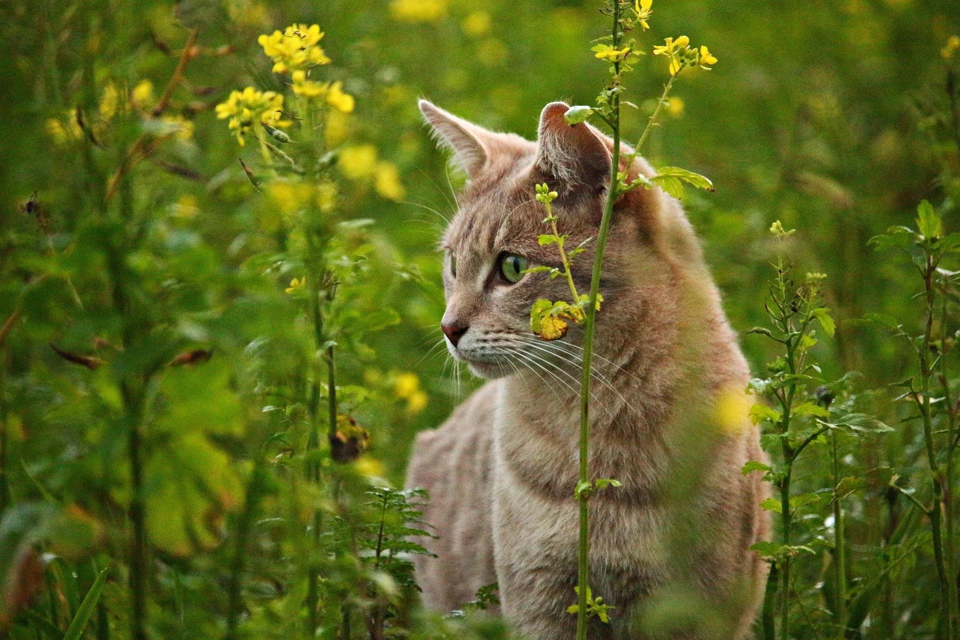 These 5 Flowers Are Toxic to Cats