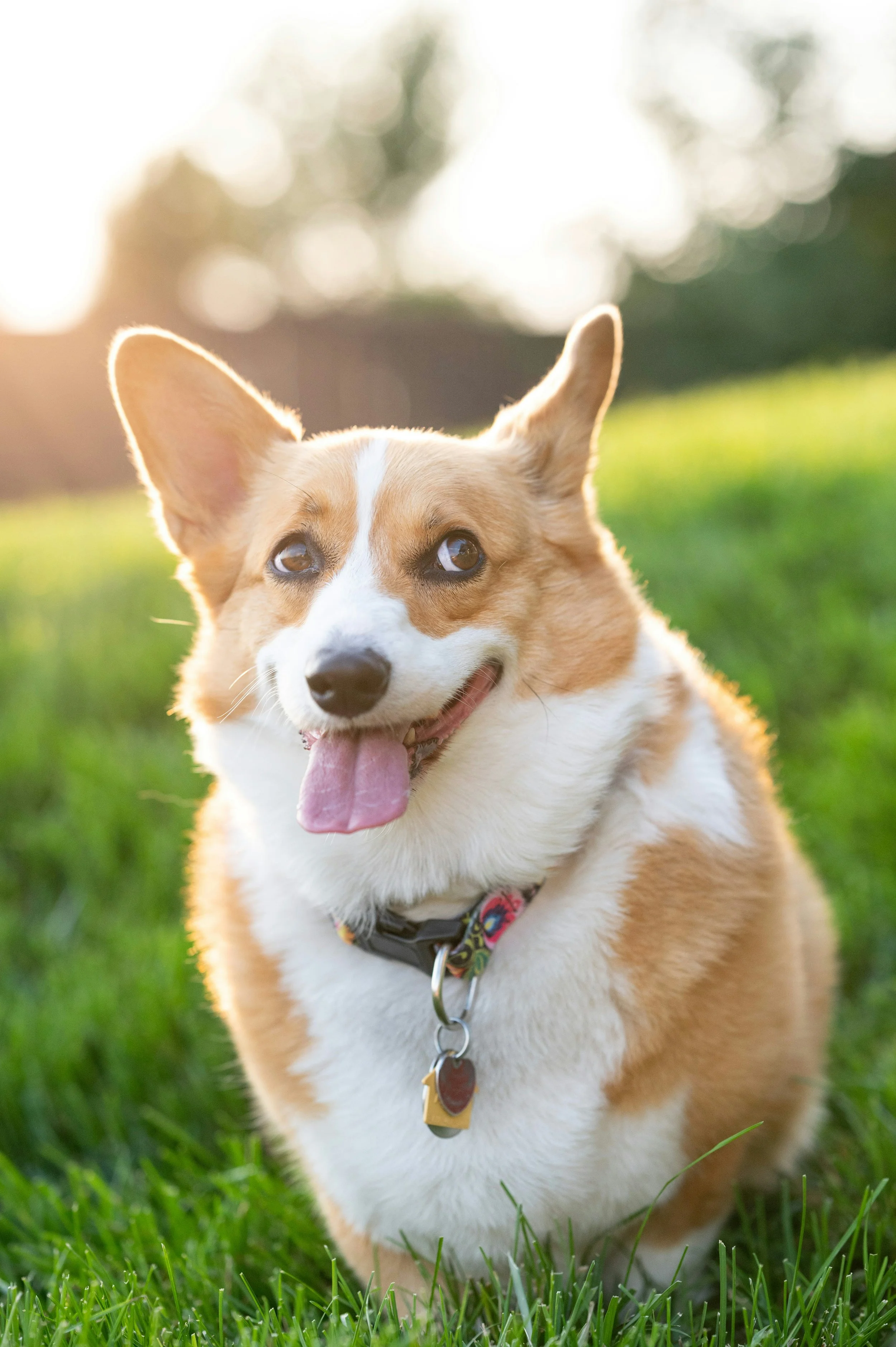 59% of Dogs in the United States Have One Common Problem — Obesity