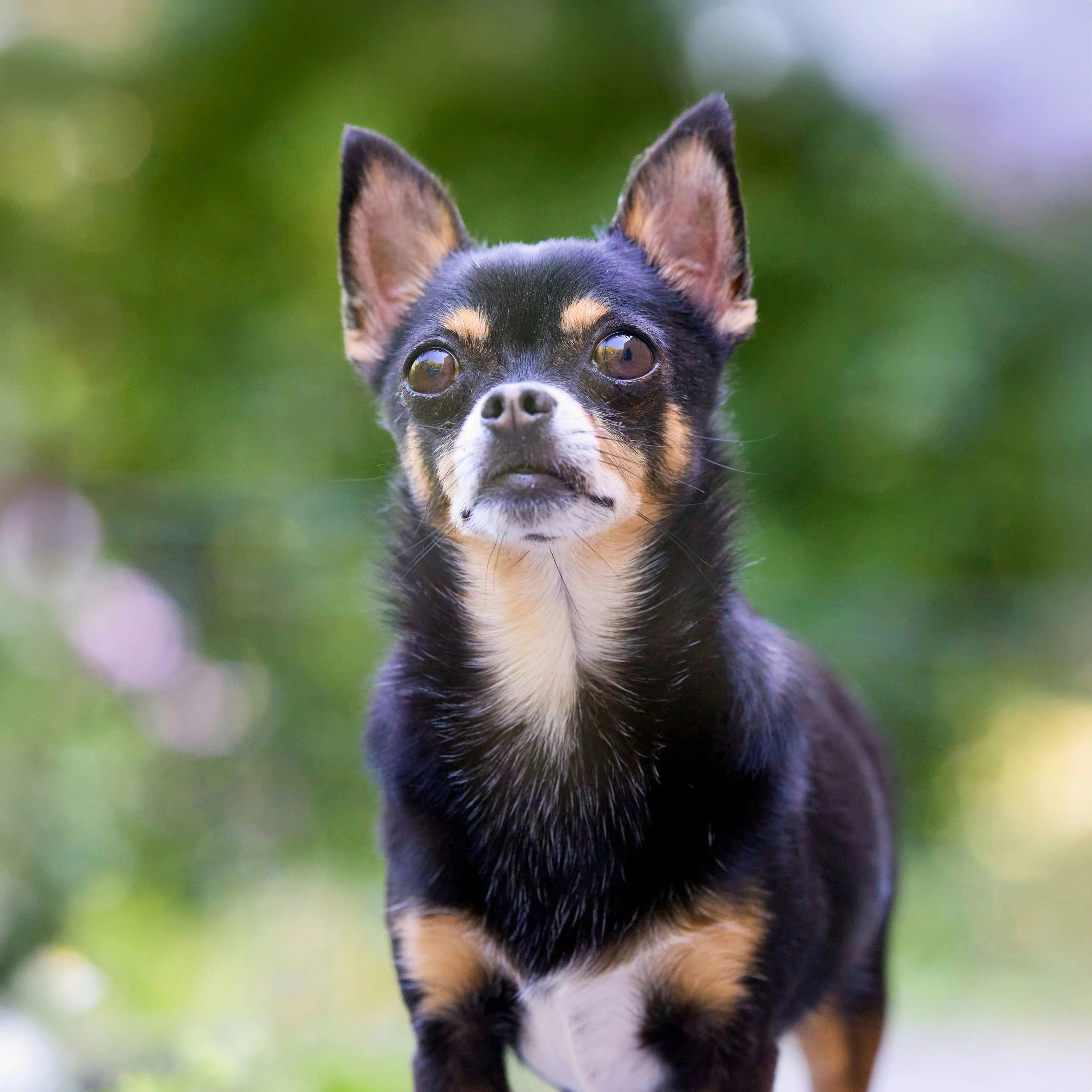 Dog ear care by breed and ear type